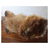 Red fox head mount