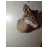 Coyote shoulder mount