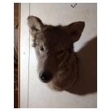 Coyote shoulder mount
