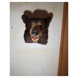 Black bear shoulder mount