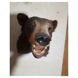 Black bear shoulder mount