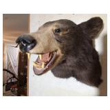 Black bear shoulder mount