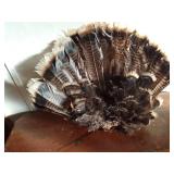 Fan of turkey feathers