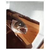 Walleye mount caught in Milacs lake opener 1985