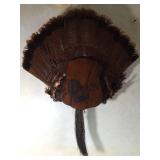 A fan of turkey feathers with beard