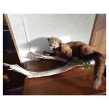 Full mount of a fisher