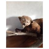 Full mount of a fisher