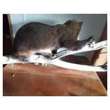 Full mount of a fisher