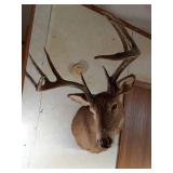 10pt Buck shoulder head mount