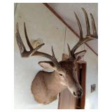 10pt Buck shoulder head mount