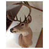 10pt Buck shoulder head mount