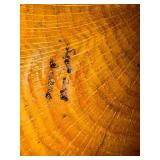 Collection of Hand-Turned Wooden Bowls and Plates