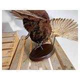 Beautiful 32-inch-long taxidermy rooster-pheasant