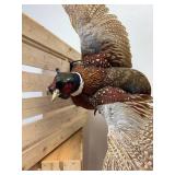 Beautiful 32-inch-long taxidermy rooster-pheasant