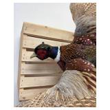 Beautiful 32-inch-long taxidermy rooster-pheasant