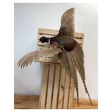 Beautiful 32-inch-long taxidermy rooster-pheasant