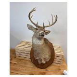 Ten point Mule Deer Buck Head Mount