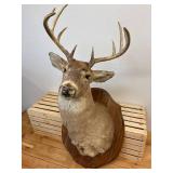 Ten point Mule Deer Buck Head Mount