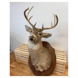 Ten point Mule Deer Buck Head Mount
