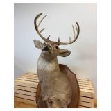 Ten point Mule Deer Buck Head Mount