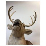 Ten point Mule Deer Buck Head Mount
