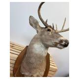 Ten point Mule Deer Buck Head Mount
