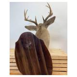 Ten point Mule Deer Buck Head Mount