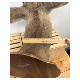 Ten point Mule Deer Buck Head Mount