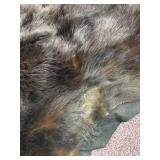 5-foot-long black bear pelt on felt