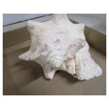 Large Conch Shell