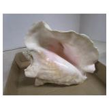 Large Conch Shell