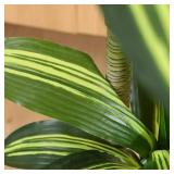 6 Foot Tall Artificial Dracaena Plant with Pot for Indoor Decor