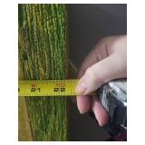 Mr. Sunshine Antique Mixed Media Art Cabinet