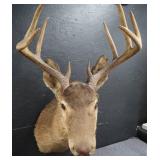 VINTAGE DEER MOUNT