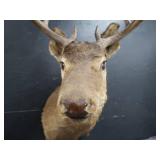 VINTAGE DEER MOUNT
