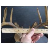 VINTAGE DEER MOUNT