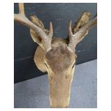 VINTAGE DEER MOUNT