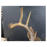 VINTAGE DEER MOUNT