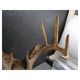 VINTAGE DEER MOUNT