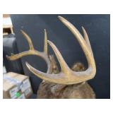 VINTAGE DEER MOUNT