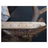 VINTAGE DEER MOUNT