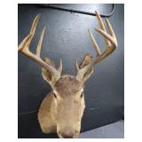 VINTAGE DEER MOUNT