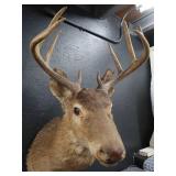 VINTAGE DEER MOUNT