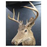 VINTAGE DEER MOUNT