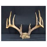 15 PT. DEER ANTLERS