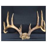 15 PT. DEER ANTLERS