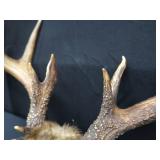 15 PT. DEER ANTLERS