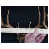 15 PT. DEER ANTLERS