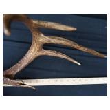 15 PT. DEER ANTLERS