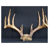 15 PT. DEER ANTLERS